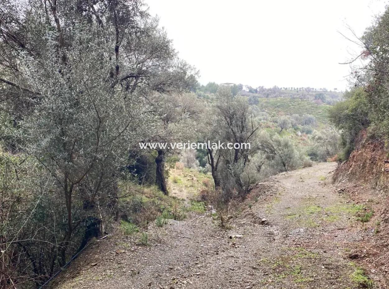 Seferihisar Beyler’de 2000 M² Zeytinlik – Köy Merkezine 200 Metre!