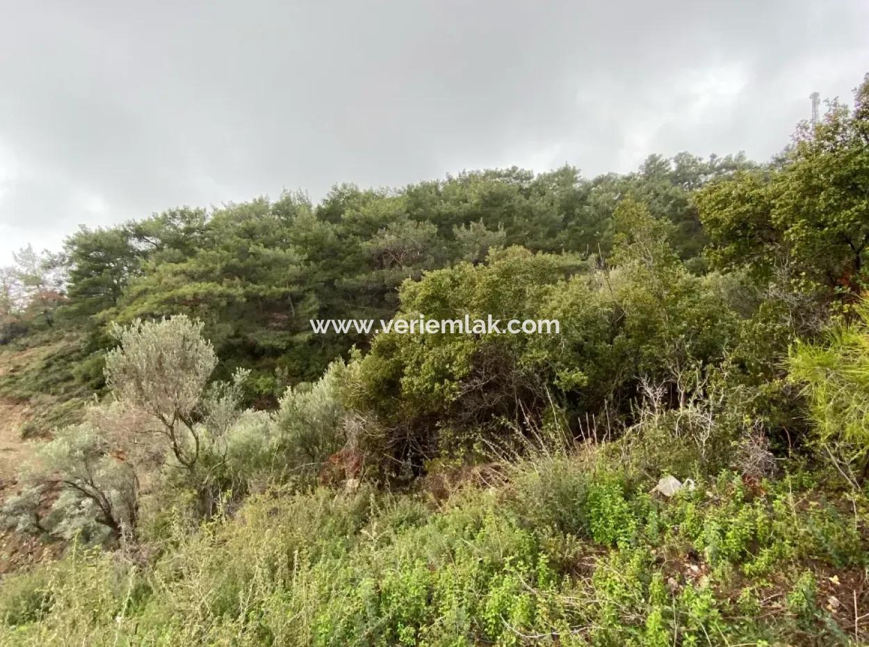 Seferihisar Beyler’de 2000 M² Zeytinlik – Köy Merkezine 200 Metre!