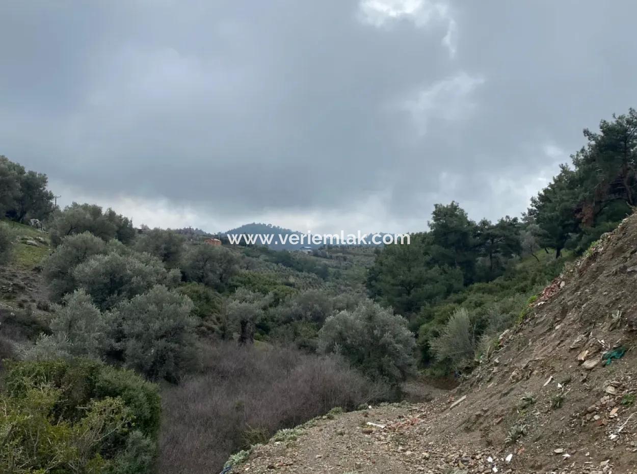 Seferihisar Beyler’de 2000 M² Zeytinlik – Köy Merkezine 200 Metre!