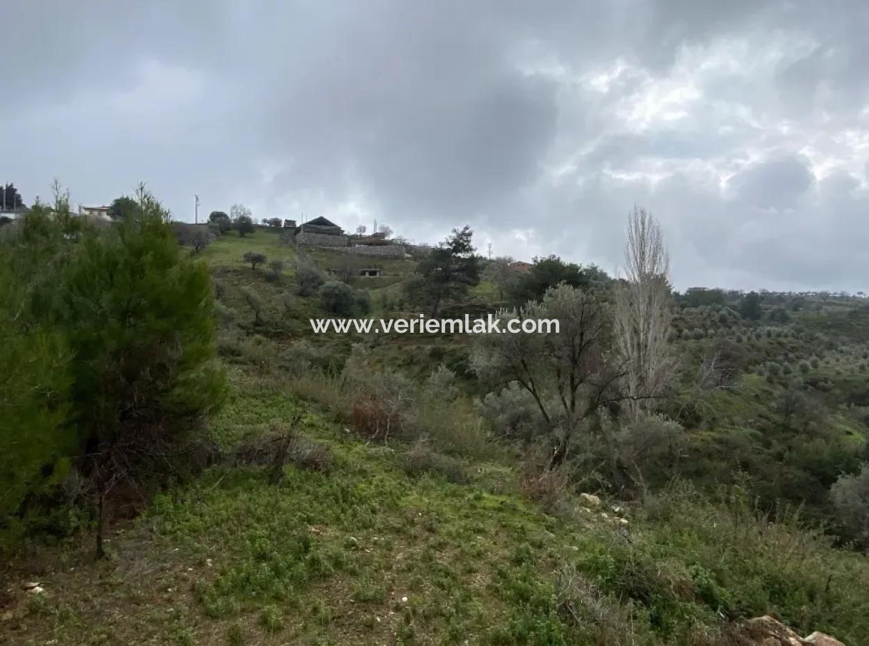 Seferihisar Beyler’de 2000 M² Zeytinlik – Köy Merkezine 200 Metre!