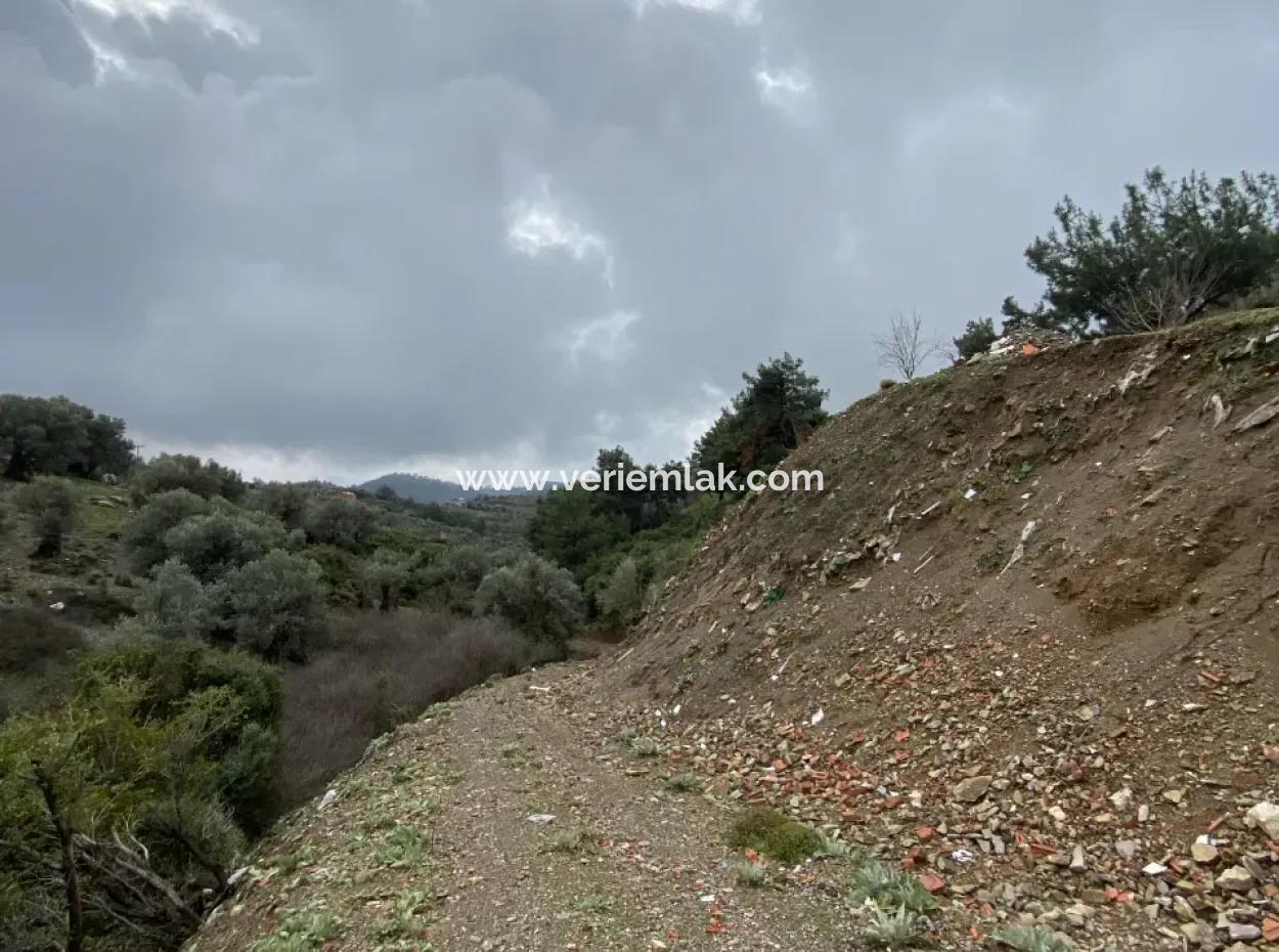 Seferihisar Beyler’de 2000 M² Zeytinlik – Köy Merkezine 200 Metre!