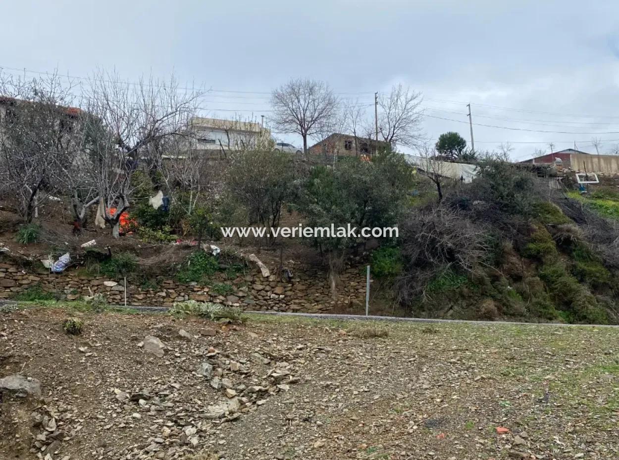 Seferihisar Beyler’de 2000 M² Zeytinlik – Köy Merkezine 200 Metre!