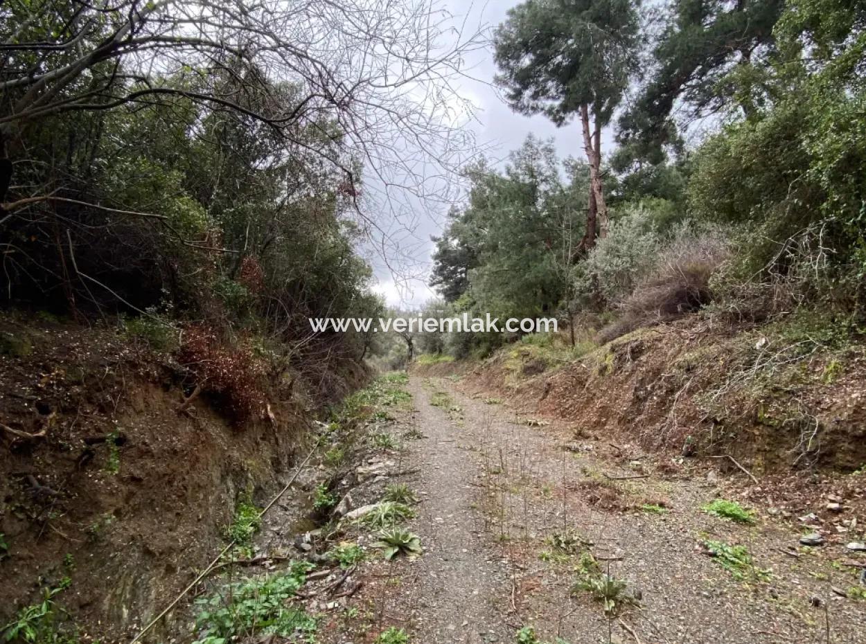 Seferihisar Beyler’de 2000 M² Zeytinlik – Köy Merkezine 200 Metre!