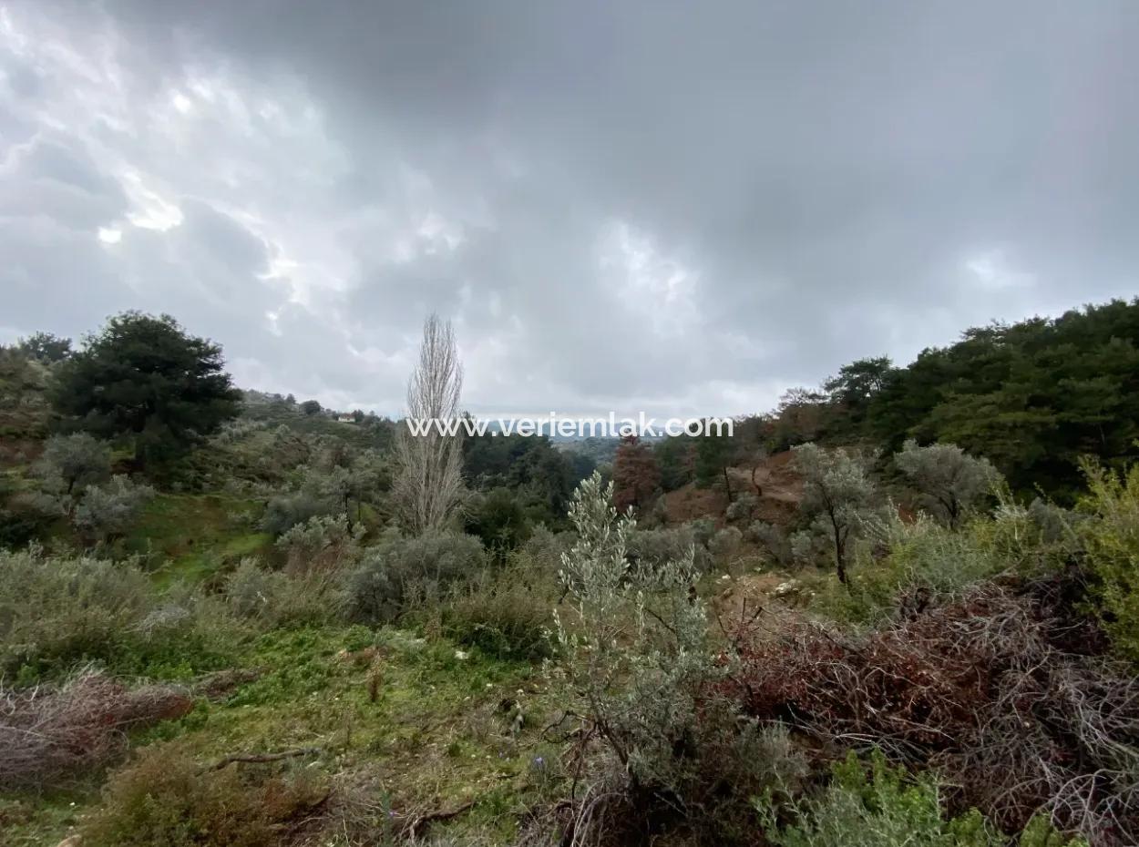 Seferihisar Beyler’de 2000 M² Zeytinlik – Köy Merkezine 200 Metre!