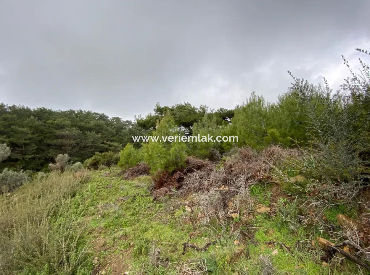 Seferihisar Beyler’de 2000 M² Zeytinlik – Köy Merkezine 200 Metre!