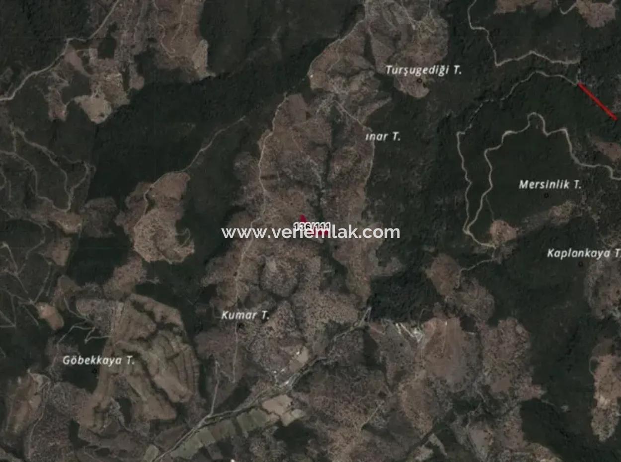 Seferihisar Gödence’de Anayola Yakın, Yatırımlık Satılık Zeytinlik