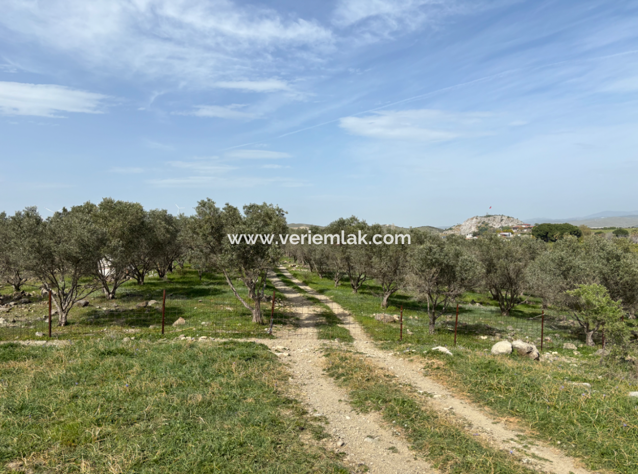 Seferihisar Hıdırlık Mahallesinde Deniz Manzaralı Satılık 8574 M2 Tarla