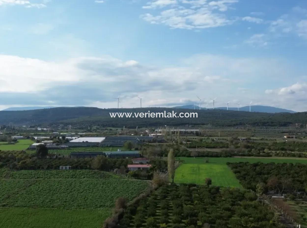 Seferihisar Düzce Mahallesinde 2075 M2 Mandalina Bahçesinde Satılık Müstakil Ev