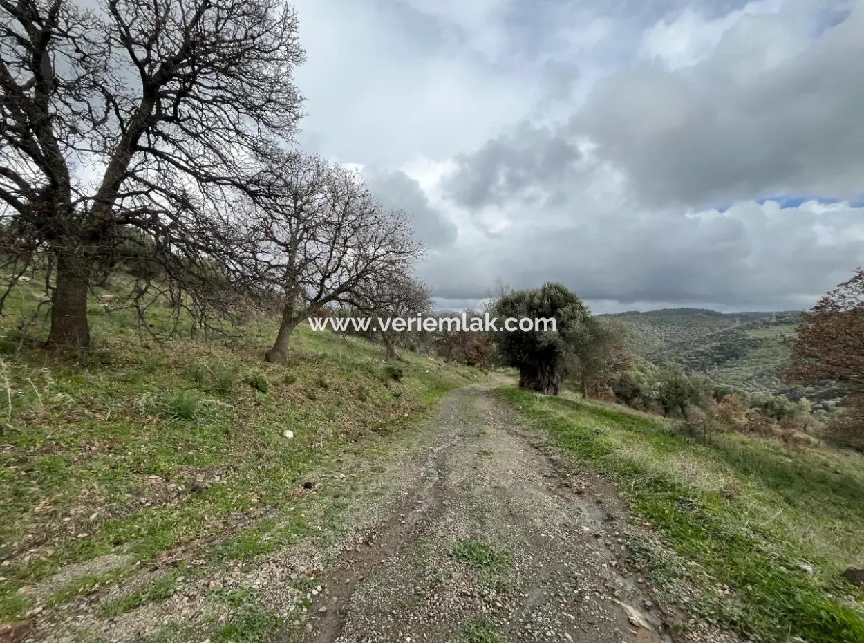 Seferihisar Ulamış Mahallesi – Baraja Yakın, Geniş Yol Cepheli, Vadi Manzaralı Satılık Zeytinlik