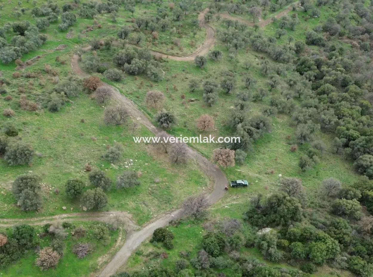 Seferihisar Ulamış Mahallesi – Baraja Yakın, Geniş Yol Cepheli, Vadi Manzaralı Satılık Zeytinlik