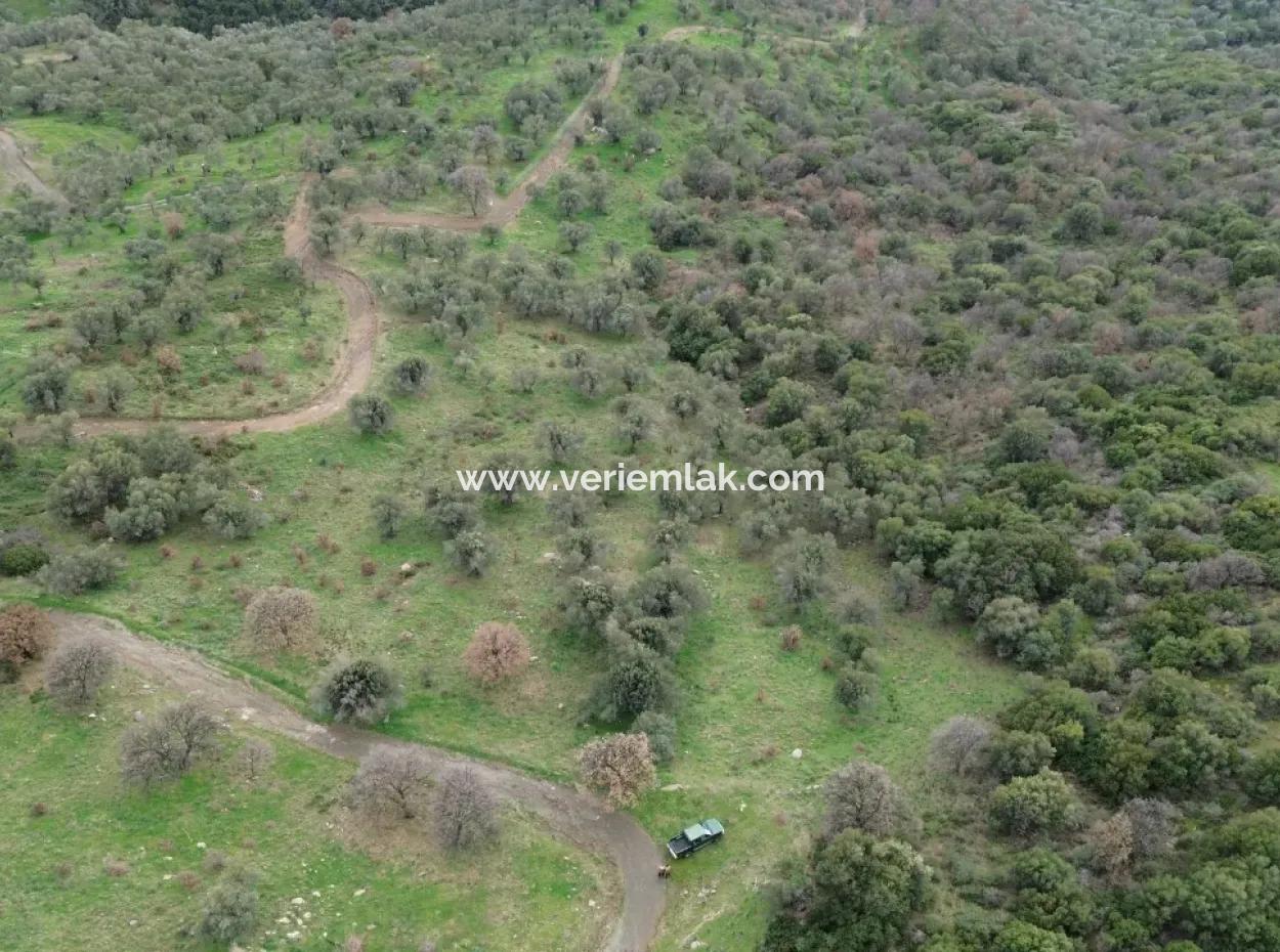 Seferihisar Ulamış Mahallesi – Baraja Yakın, Geniş Yol Cepheli, Vadi Manzaralı Satılık Zeytinlik