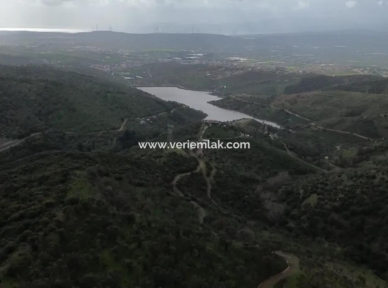 Seferihisar Ulamış Mahallesi – Baraja Yakın, Geniş Yol Cepheli, Vadi Manzaralı Satılık Zeytinlik
