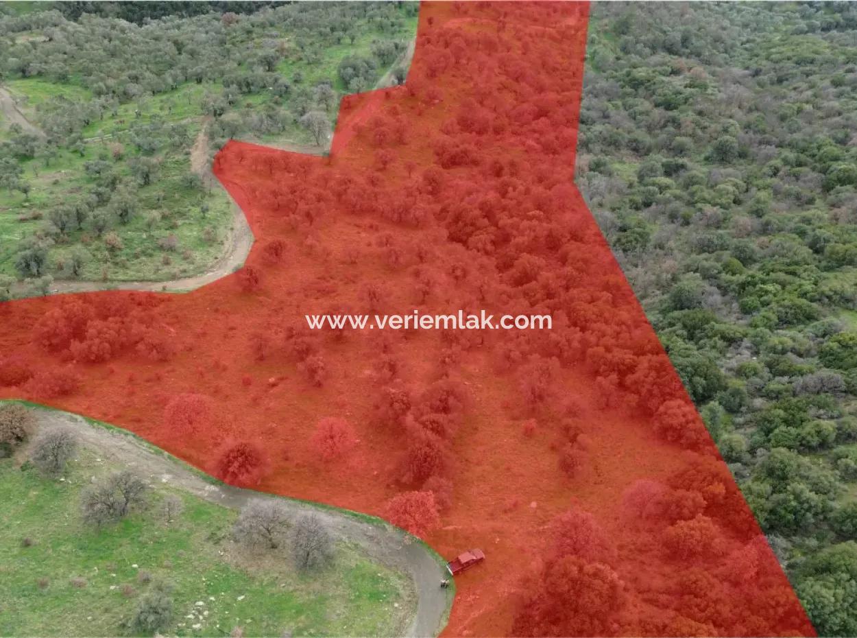 Seferihisar Ulamış Mahallesi – Baraja Yakın, Geniş Yol Cepheli, Vadi Manzaralı Satılık Zeytinlik