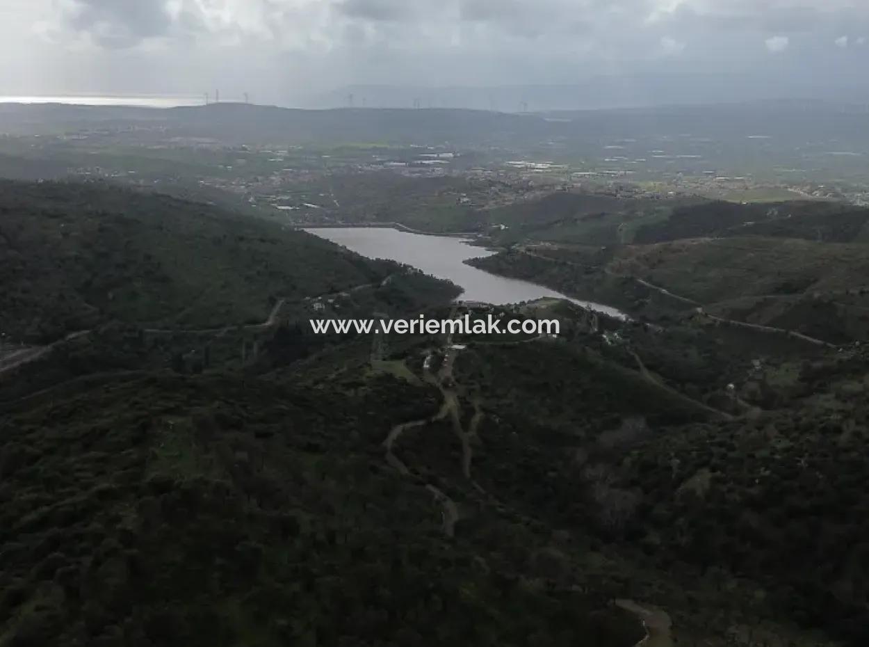 Seferihisar Ulamış Mahallesi – Baraja Yakın, Geniş Yol Cepheli, Vadi Manzaralı Satılık Zeytinlik