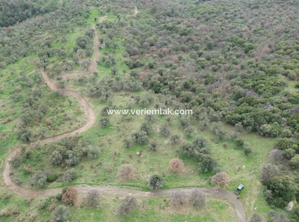 Seferihisar Ulamış Mahallesi – Baraja Yakın, Geniş Yol Cepheli, Vadi Manzaralı Satılık Zeytinlik