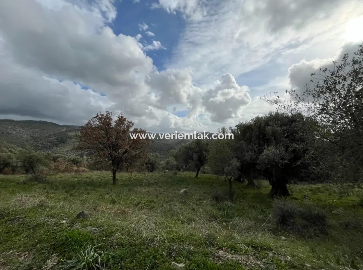 Seferihisar Ulamış Mahallesi – Baraja Yakın, Geniş Yol Cepheli, Vadi Manzaralı Satılık Zeytinlik