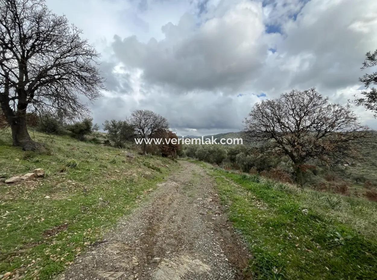 Seferihisar Ulamış Mahallesi – Baraja Yakın, Geniş Yol Cepheli, Vadi Manzaralı Satılık Zeytinlik