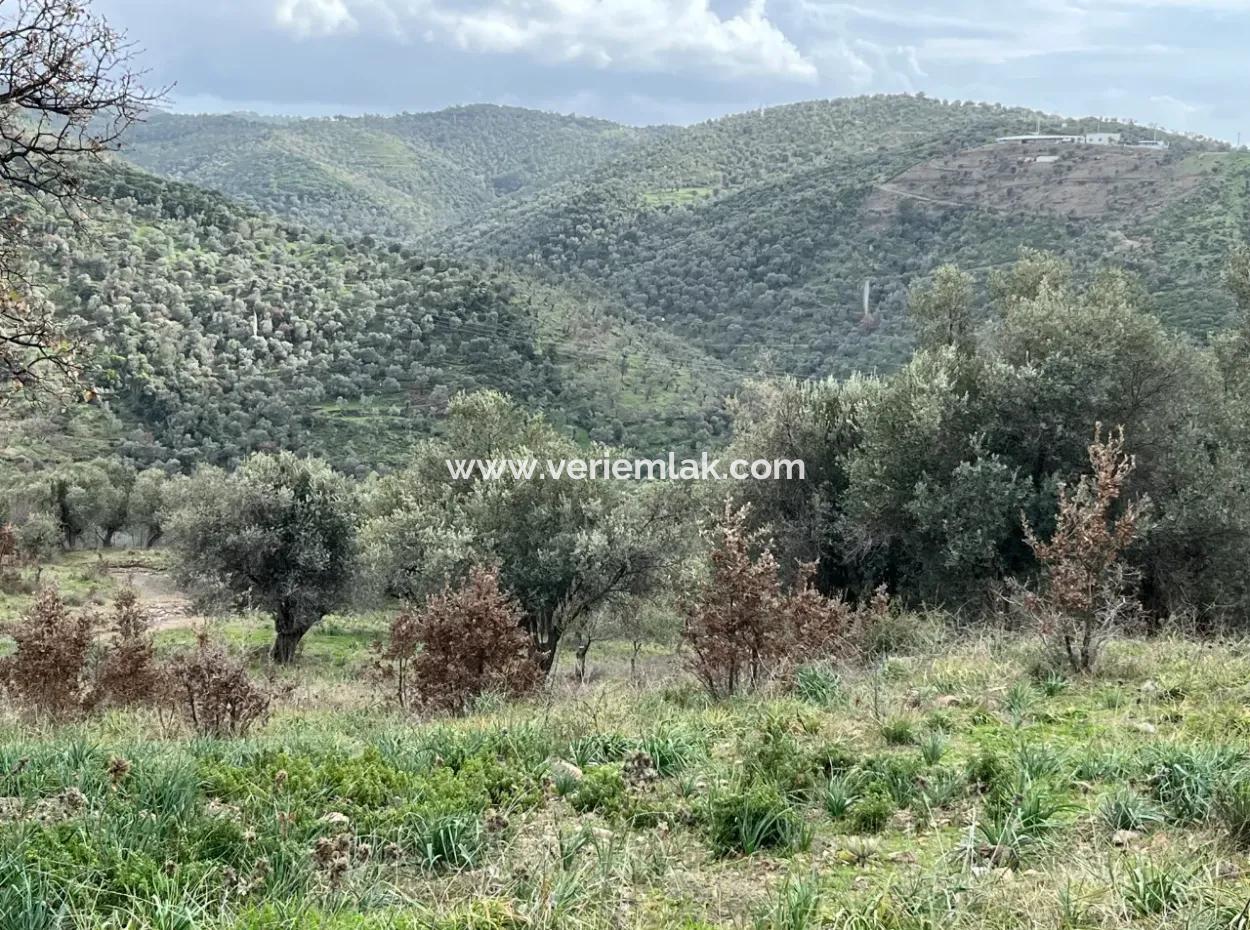 Seferihisar Ulamış Mahallesi – Baraja Yakın, Geniş Yol Cepheli, Vadi Manzaralı Satılık Zeytinlik