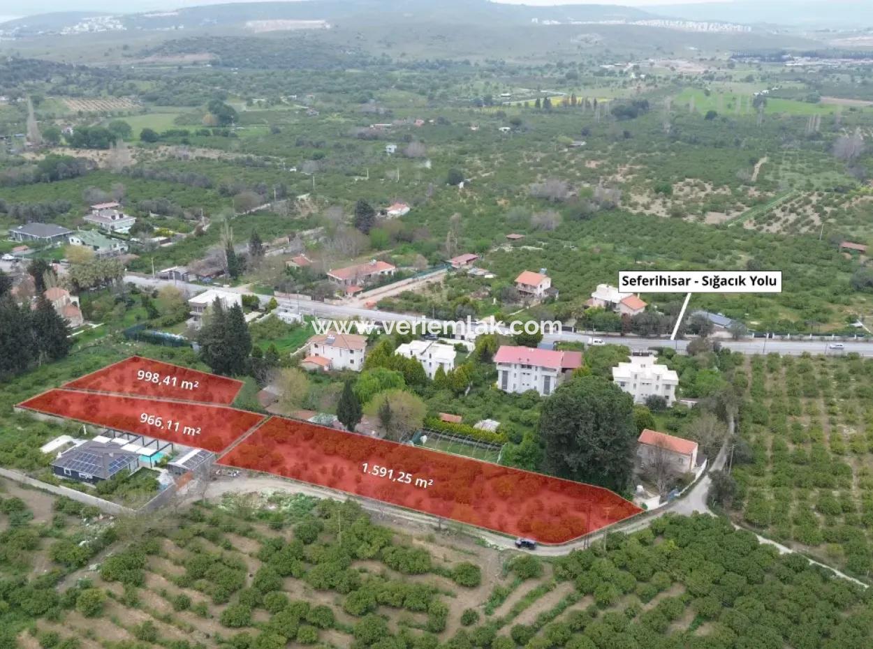 Veri'den Sığacık'ta 3 Ayrı Tapu Satılık Naranciye Bahçesi!