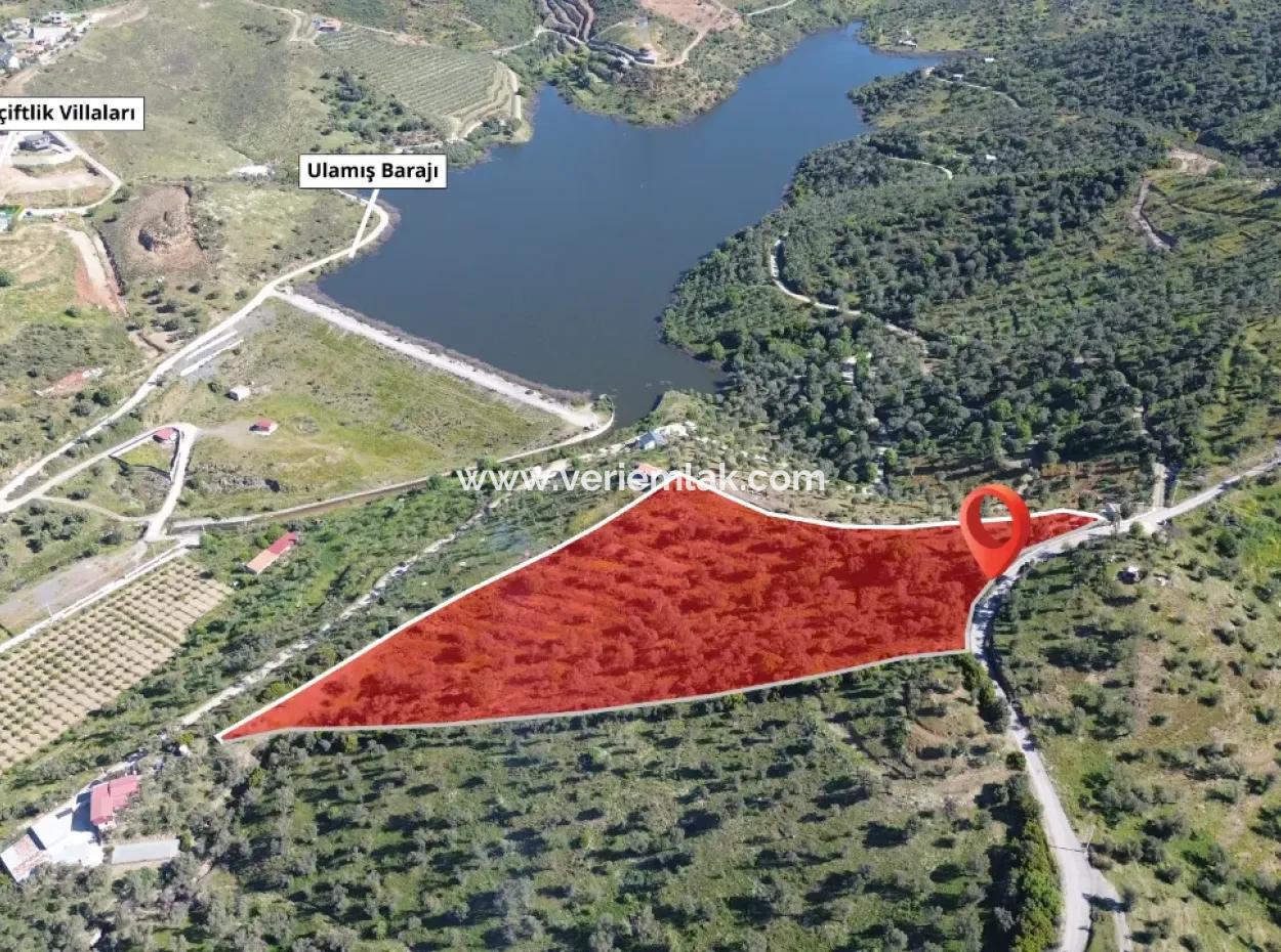 Seferihisar Ulamış’ta Satılık Zeytinlik | Vadi Ve Göl Manzaralı