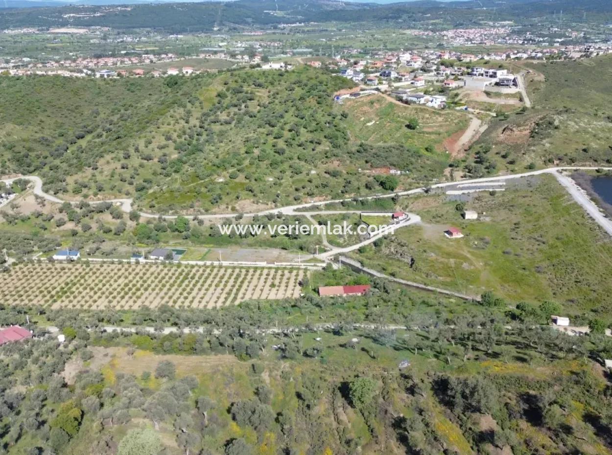 Seferihisar Ulamış’ta Satılık Zeytinlik | Vadi Ve Göl Manzaralı