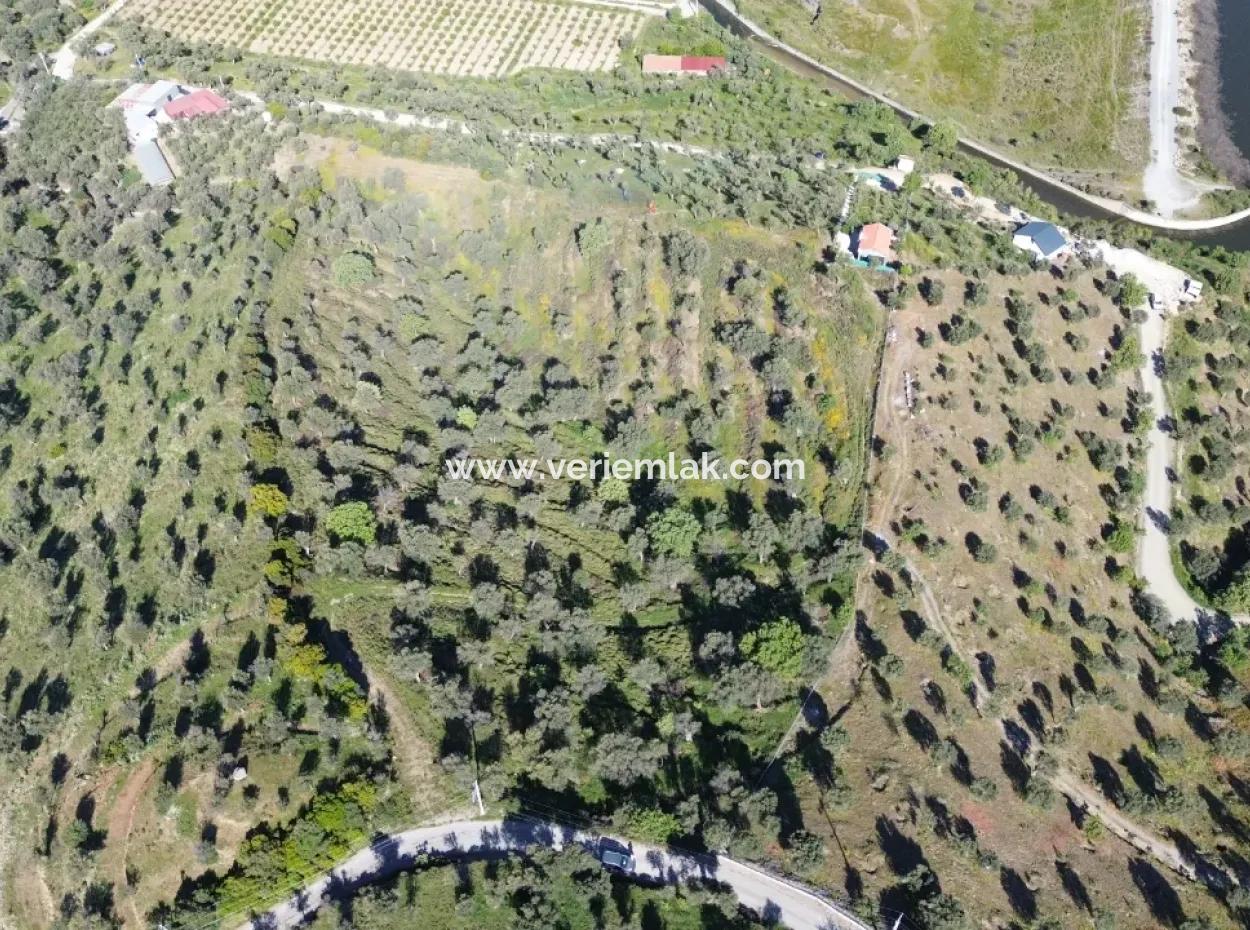 Seferihisar Ulamış’ta Satılık Zeytinlik | Vadi Ve Göl Manzaralı