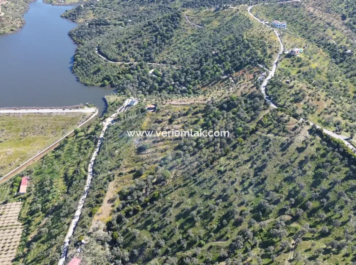 Seferihisar Ulamış’ta Satılık Zeytinlik | Vadi Ve Göl Manzaralı