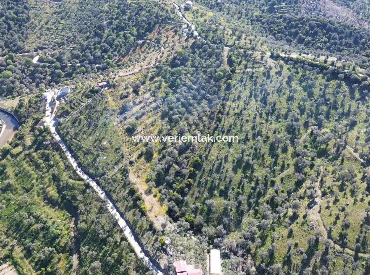 Seferihisar Ulamış’ta Satılık Zeytinlik | Vadi Ve Göl Manzaralı