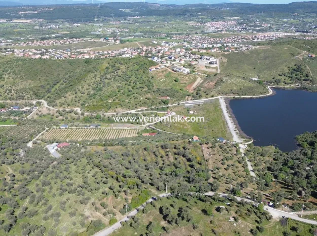 Seferihisar Ulamış’ta Satılık Zeytinlik | Vadi Ve Göl Manzaralı