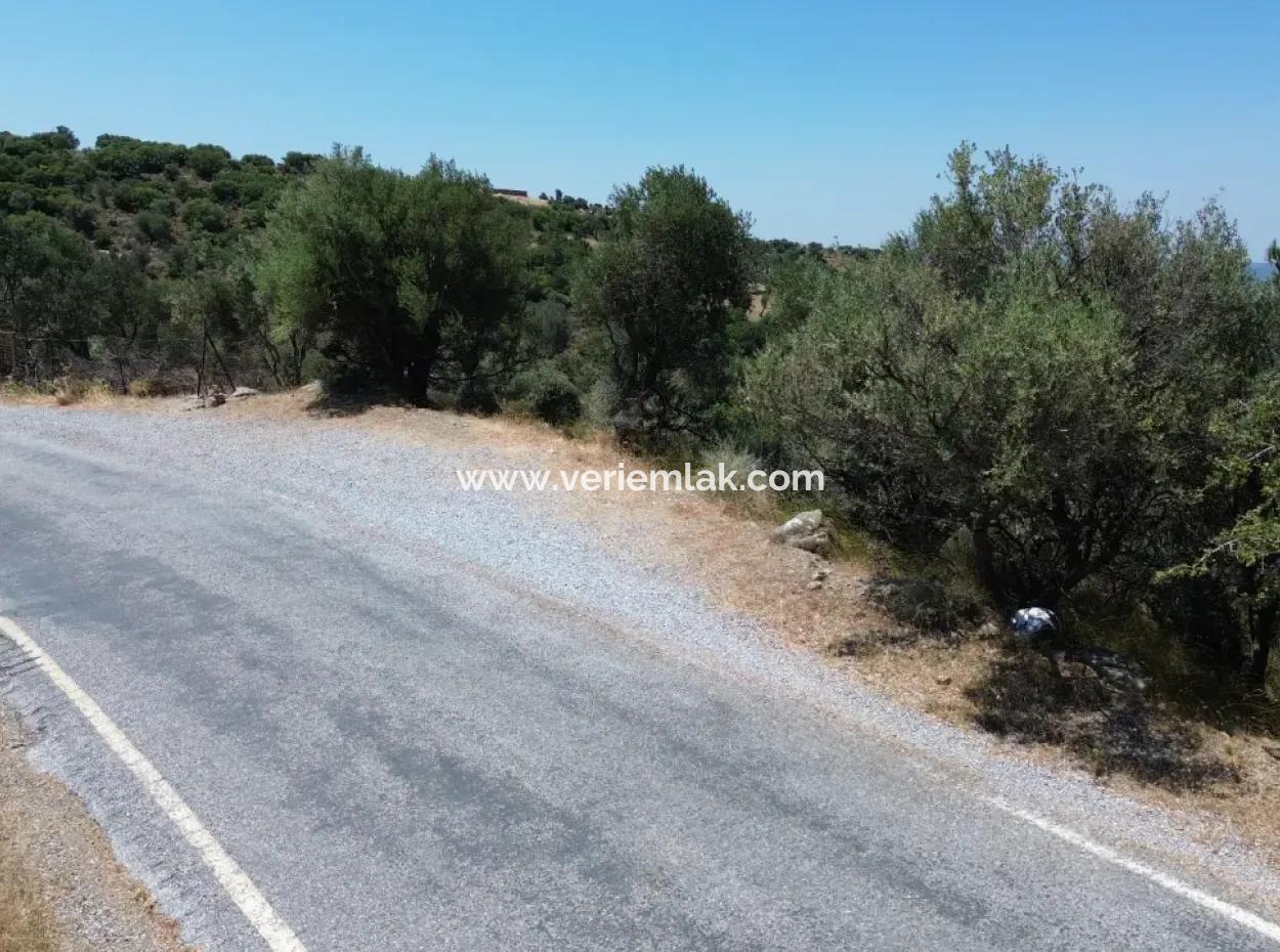 Seferihisar Devlet Hastanesi Üzerinde Ana Yol Cepheli 11.800 M² Satılık Arazi | Yatırım İçin Eşsiz Fırsat