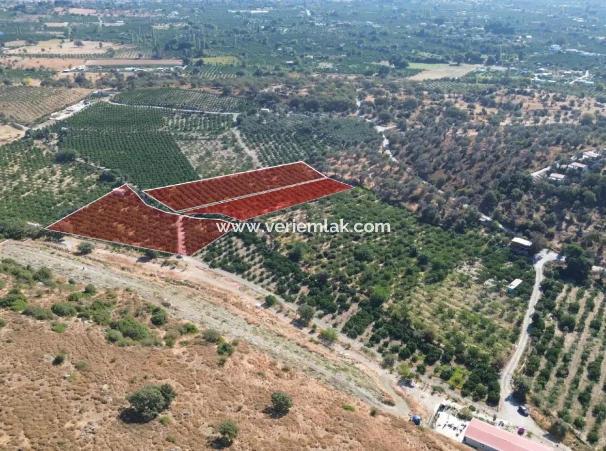 Seferihisar Sığacık Taşdibi Mevkiinde 12.901 M² Mandalina Bahçesi