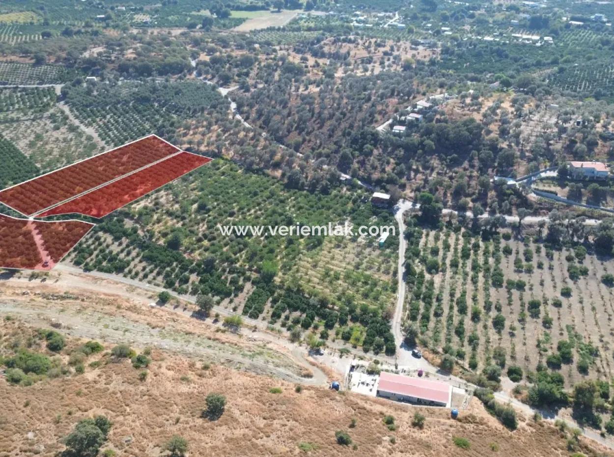 Seferihisar Sığacık Taşdibi Mevkiinde 12.901 M² Mandalina Bahçesi
