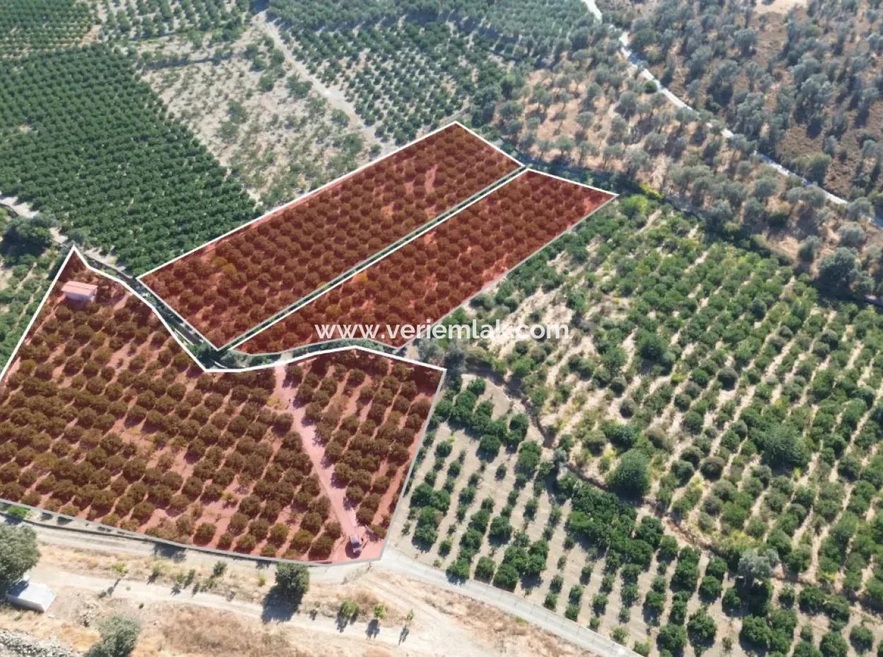 Seferihisar Sığacık Taşdibi Mevkiinde 12.901 M² Mandalina Bahçesi