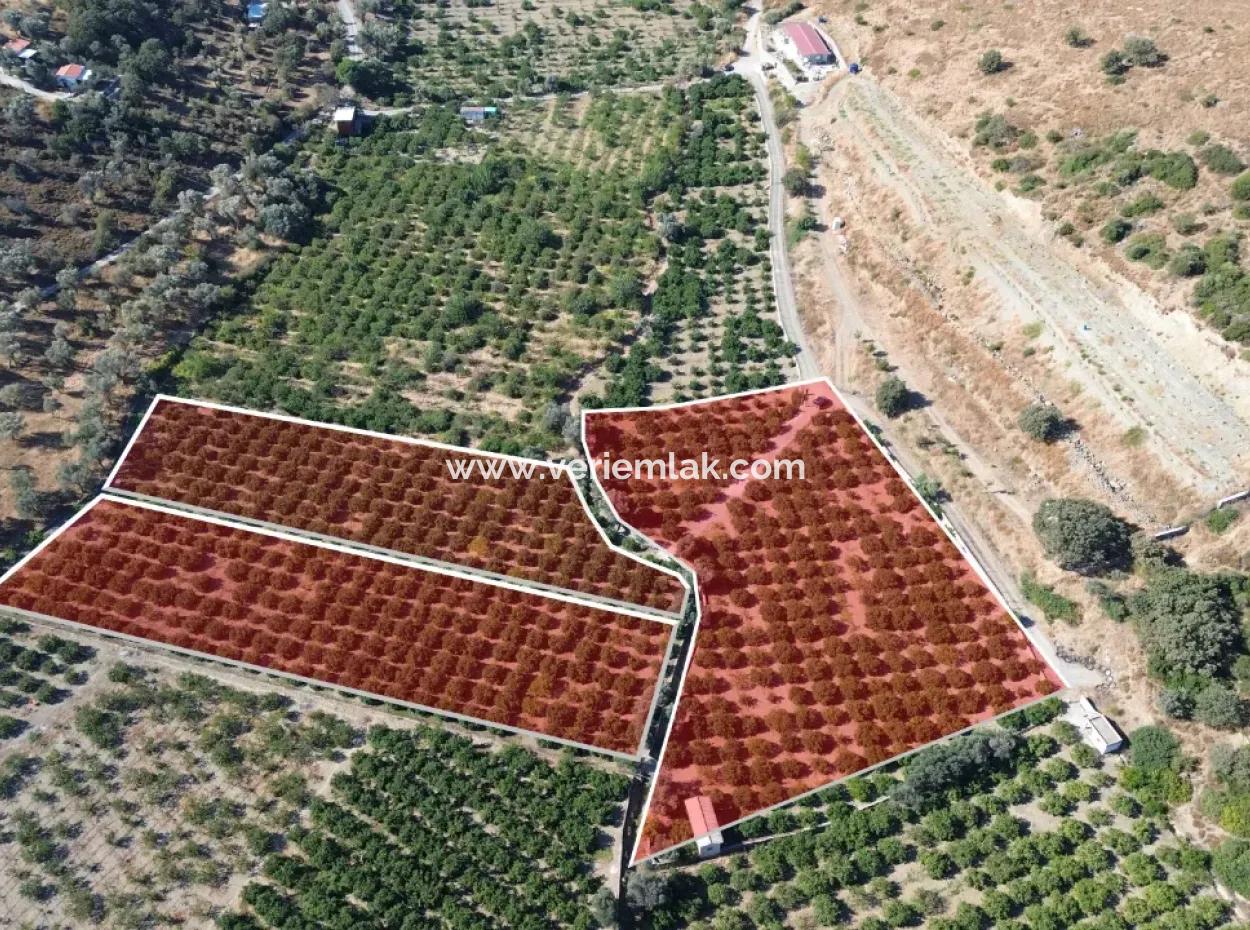 Seferihisar Sığacık Taşdibi Mevkiinde 12.901 M² Mandalina Bahçesi