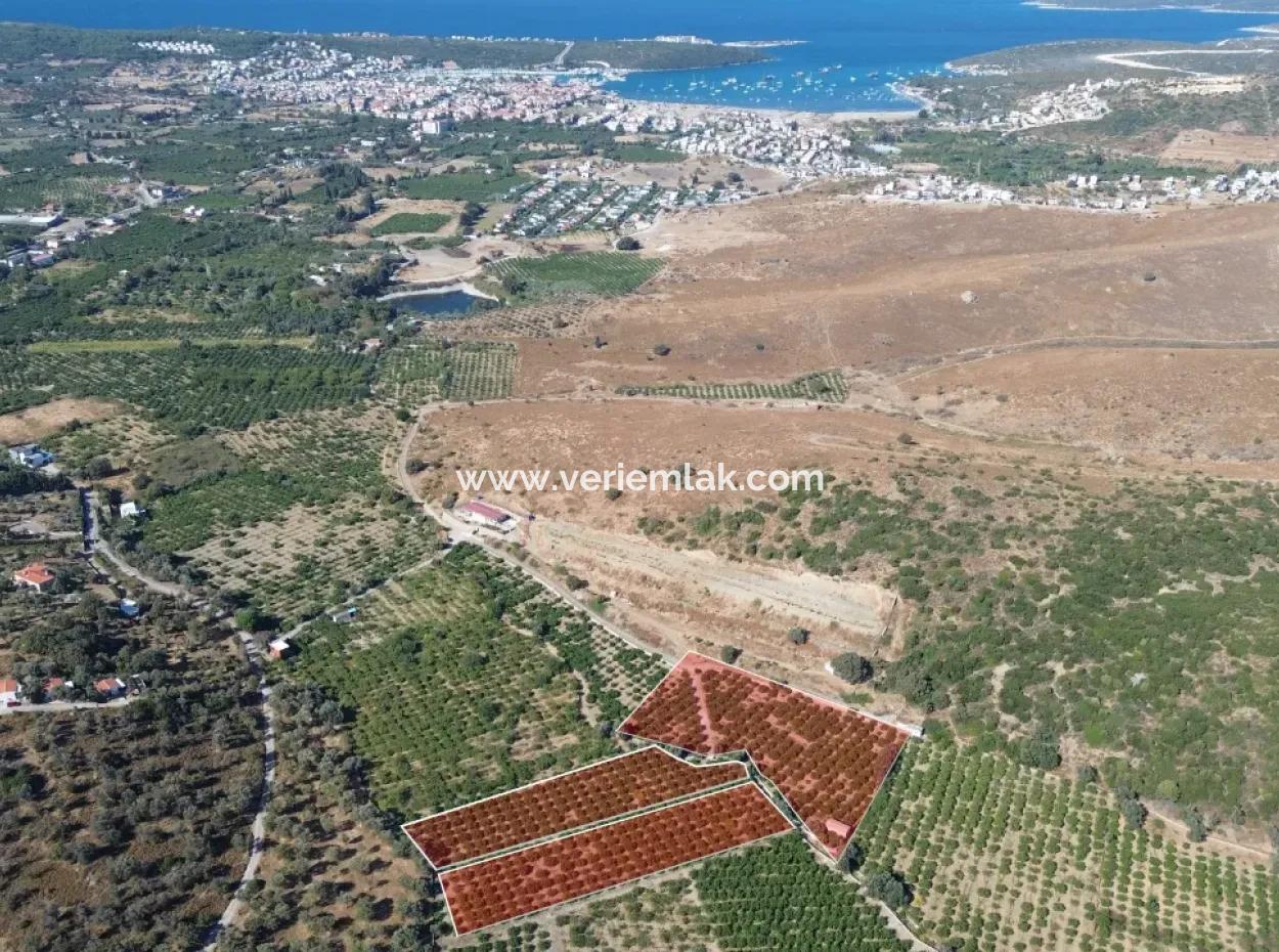 Seferihisar Sığacık Taşdibi Mevkiinde 12.901 M² Mandalina Bahçesi