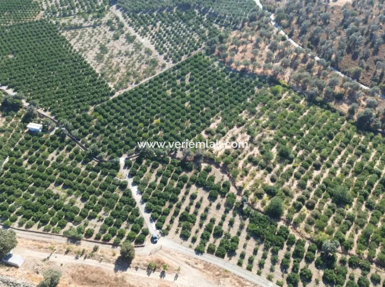 Seferihisar Sığacık Taşdibi Mevkiinde 12.901 M² Mandalina Bahçesi
