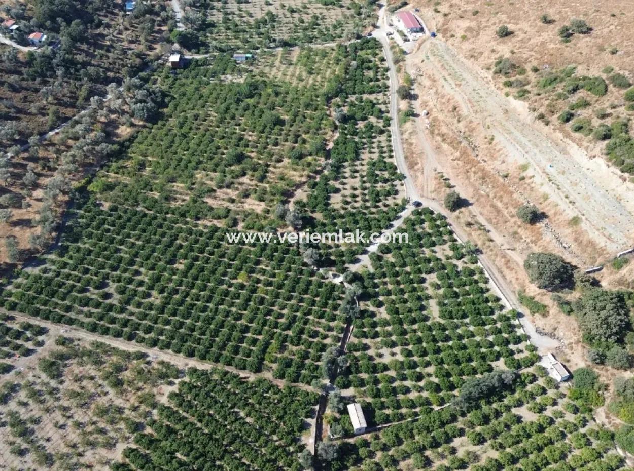 Seferihisar Sığacık Taşdibi Mevkiinde 12.901 M² Mandalina Bahçesi