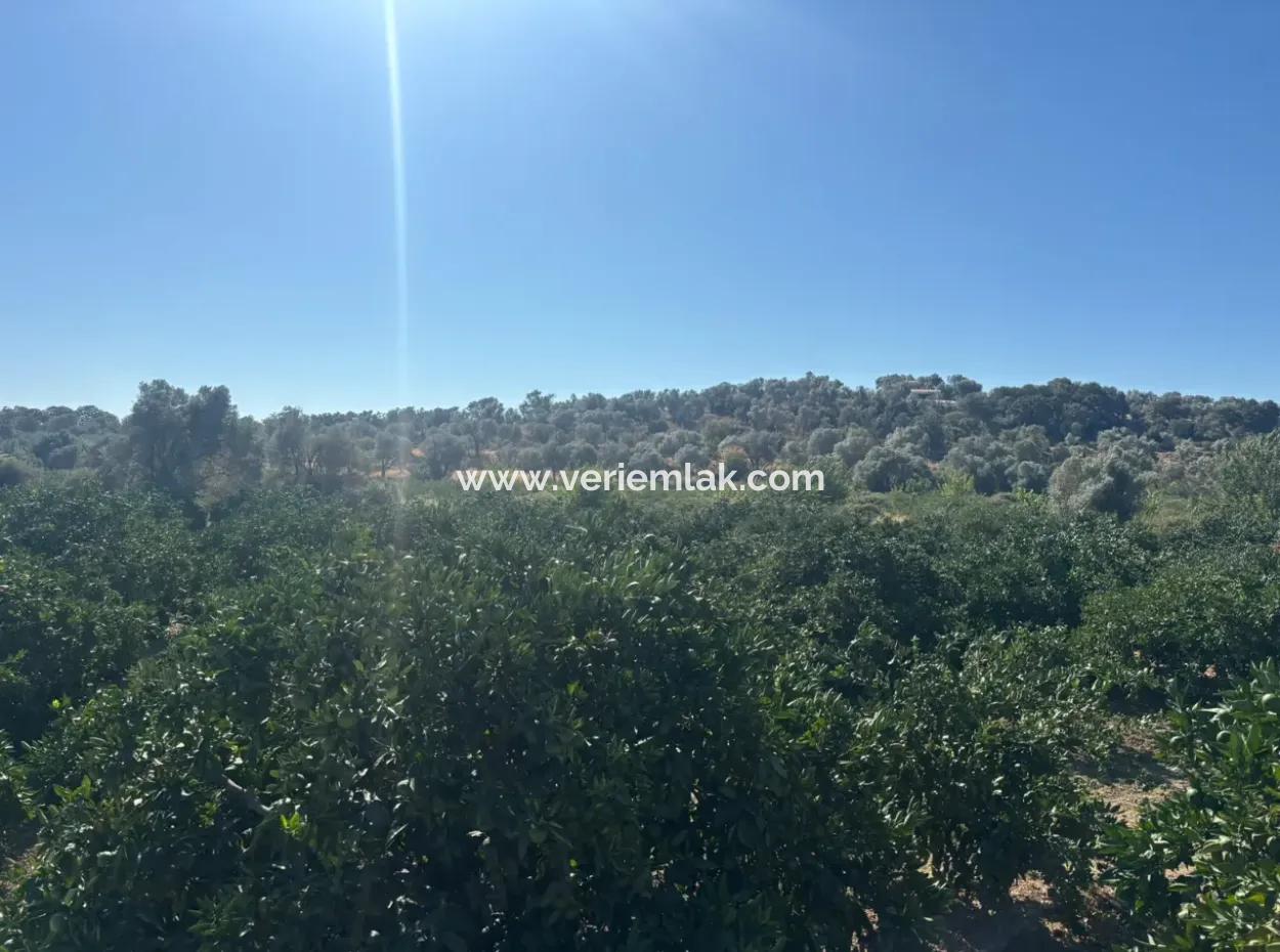 Seferihisar Sığacık Taşdibi Mevkiinde 12.901 M² Mandalina Bahçesi