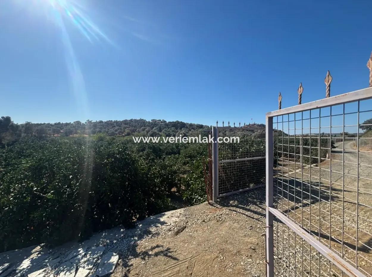 Seferihisar Sığacık Taşdibi Mevkiinde 12.901 M² Mandalina Bahçesi