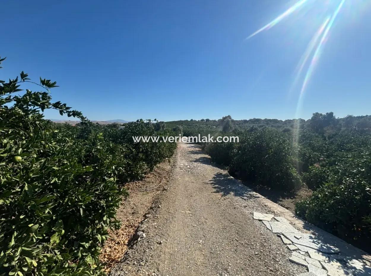 Seferihisar Sığacık Taşdibi Mevkiinde 12.901 M² Mandalina Bahçesi