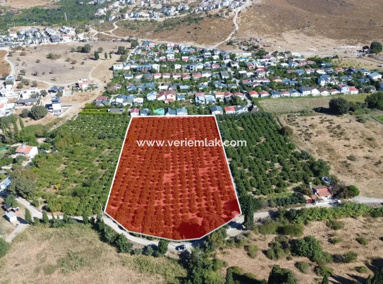 Seferihisar Sığacık Karagöl – Taşdibi Mevkiinde 6.474 M² Mandalina Bahçesi