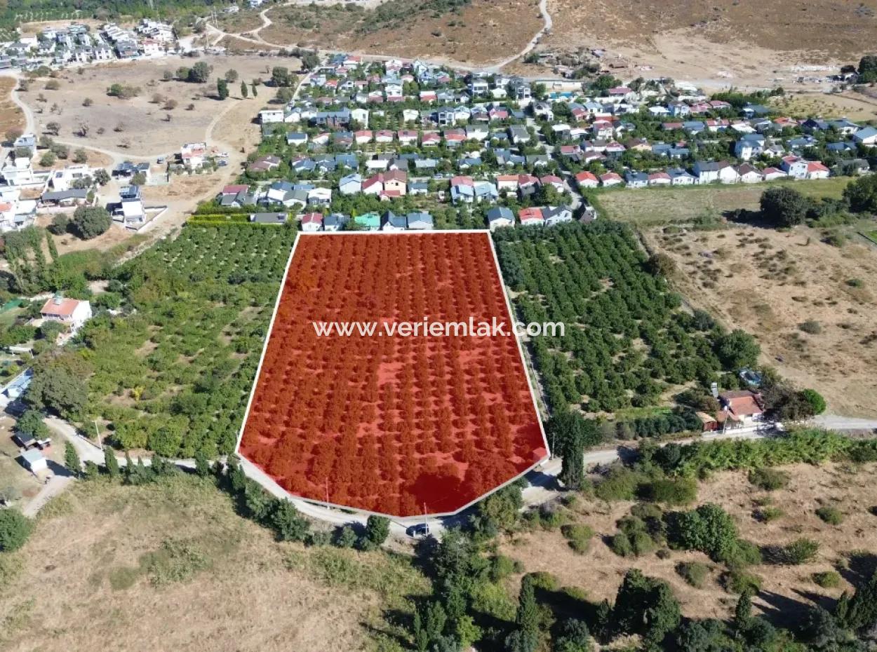 Seferihisar Sığacık Karagöl – Taşdibi Mevkiinde 6.474 M² Mandalina Bahçesi