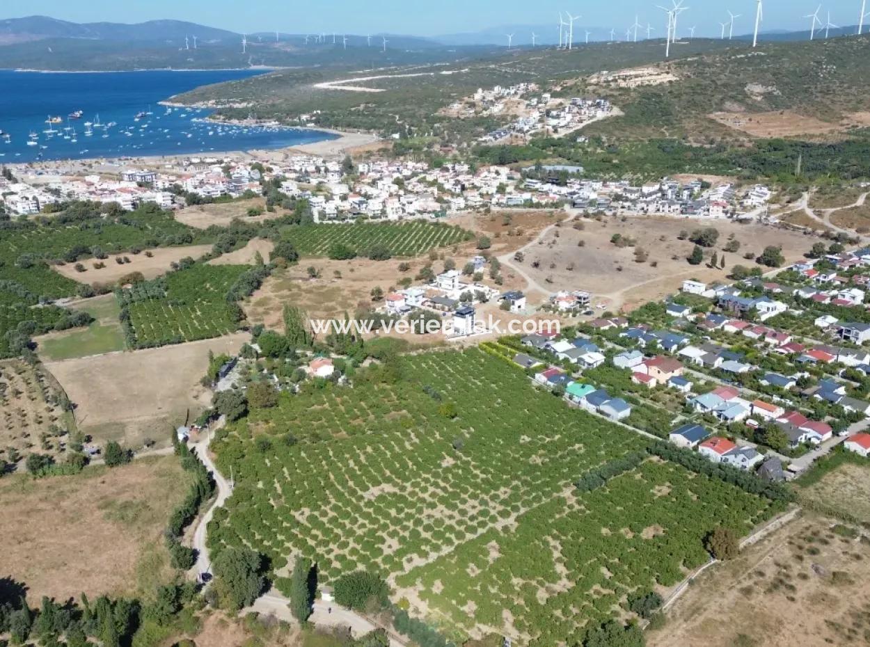 Seferihisar Sığacık Karagöl – Taşdibi Mevkiinde 6.474 M² Mandalina Bahçesi