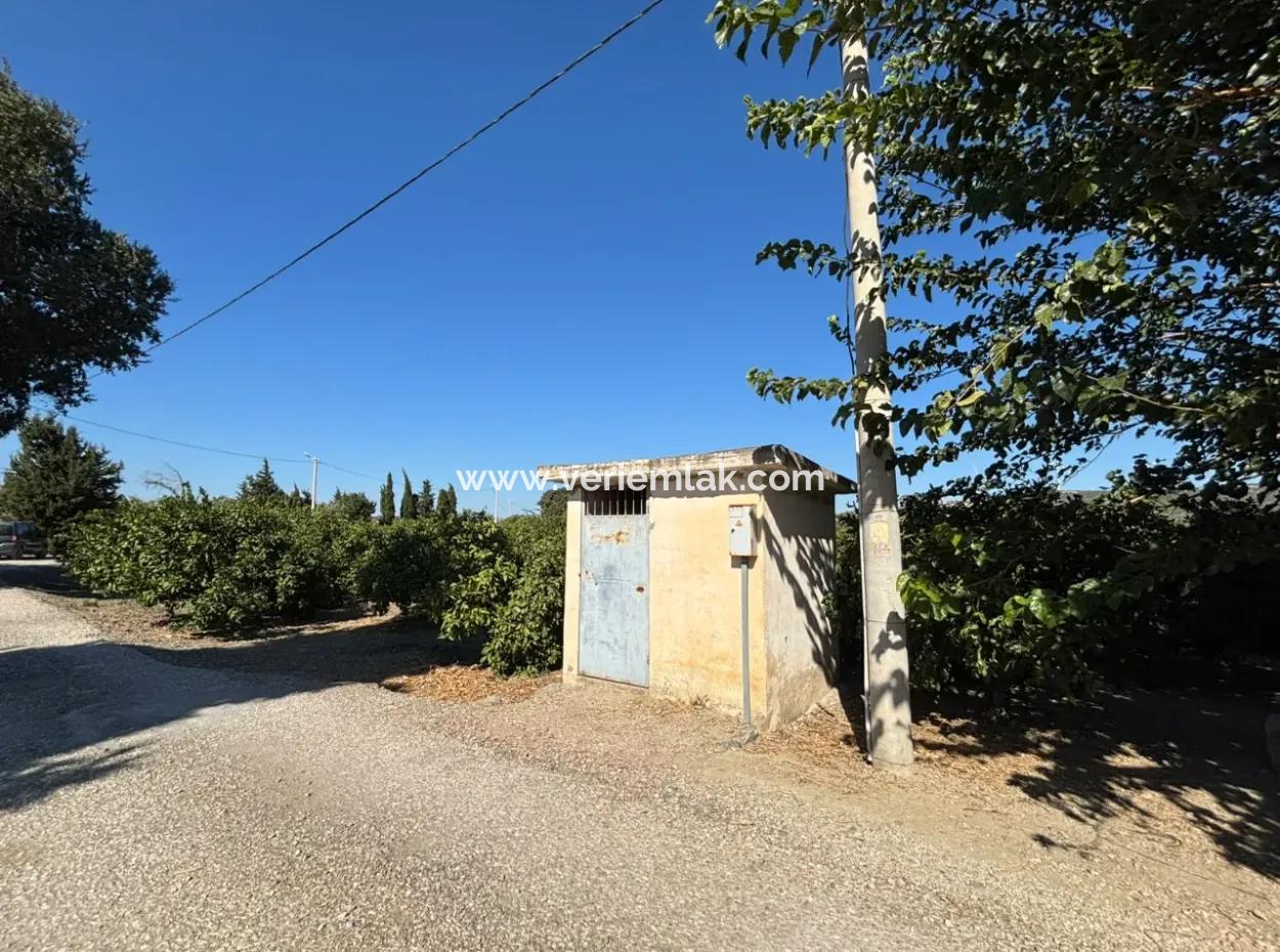Seferihisar Sığacık Karagöl – Taşdibi Mevkiinde 6.474 M² Mandalina Bahçesi