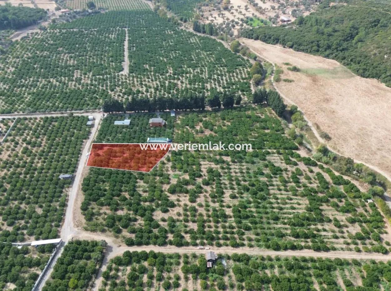 Seferihisar Düzce’de Satılık 2.628,64 M² Mandalinlik