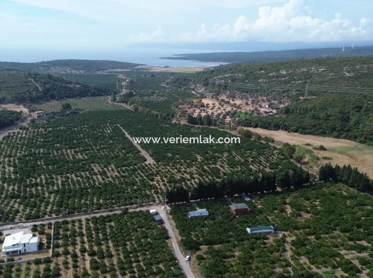 Seferihisar Düzce’de Satılık 2.628,64 M² Mandalinlik