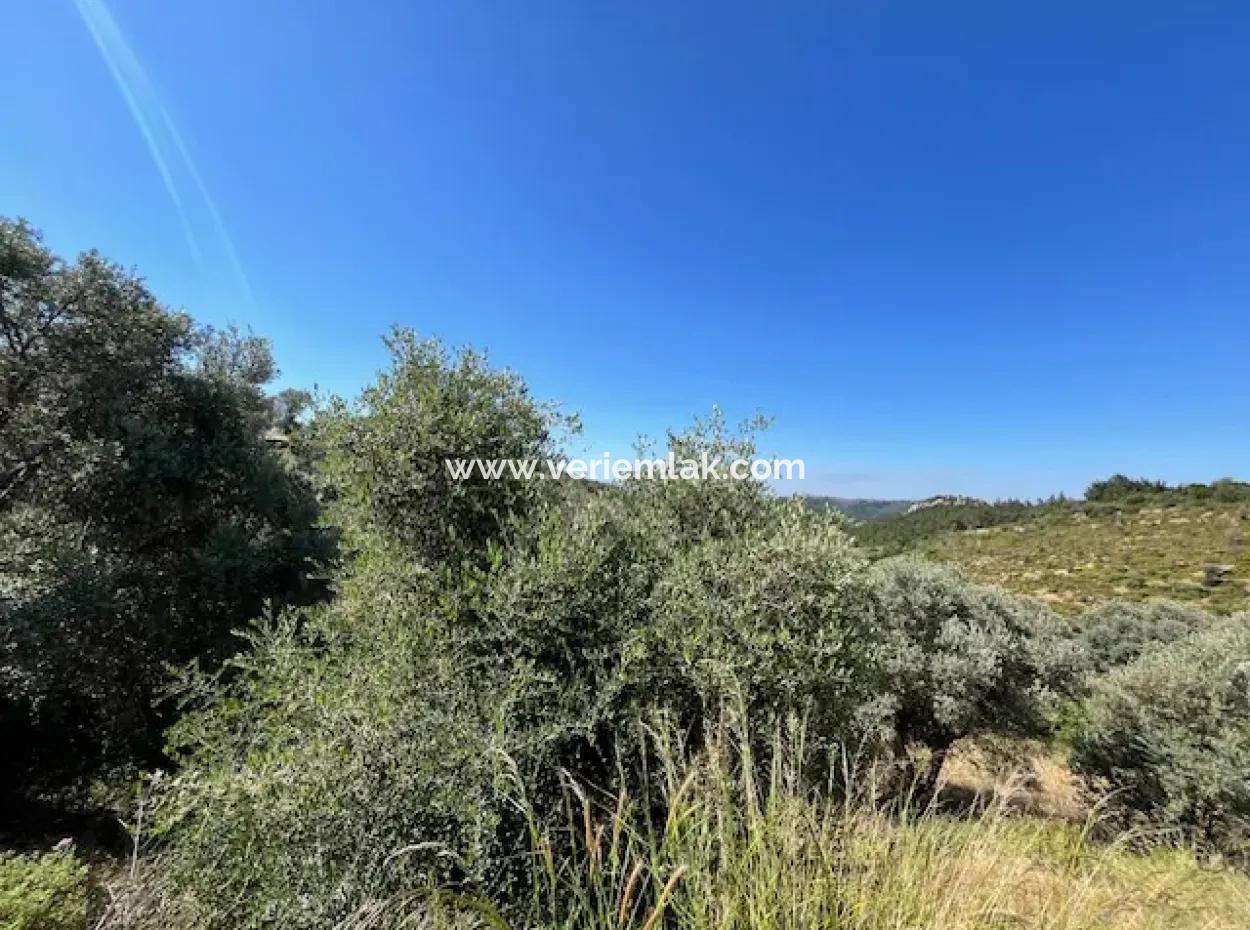 Seferihisar Beyler Köycivarı Anayol Cepheli 7200M2 Zeytinlik