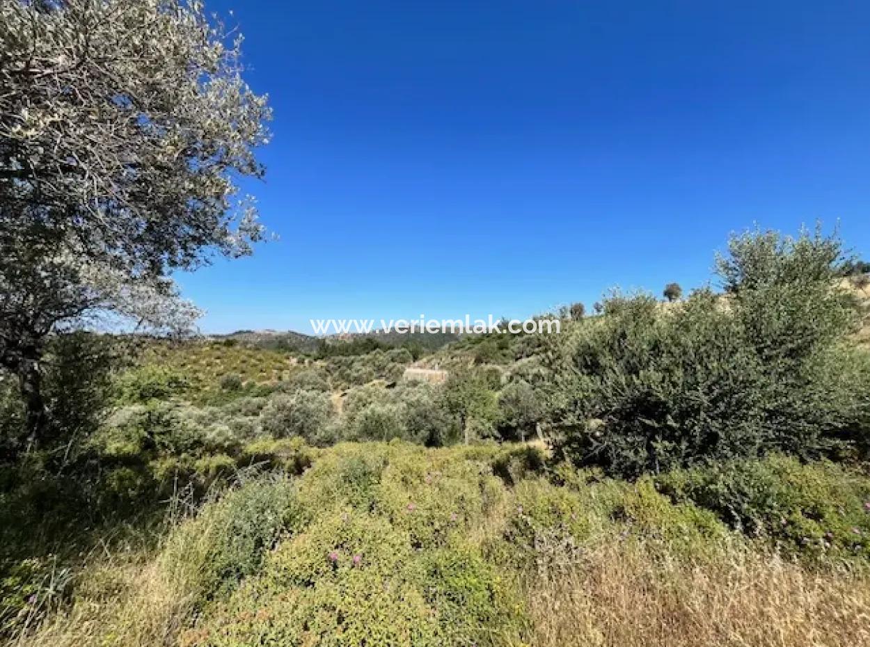 Seferihisar Beyler Köycivarı Anayol Cepheli 7200M2 Zeytinlik