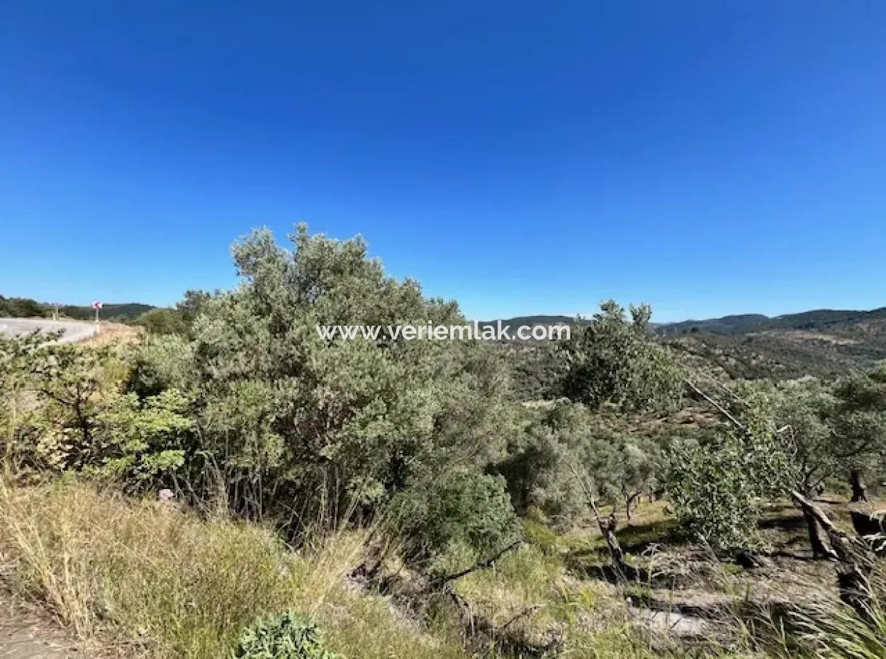 Seferihisar Beyler Köycivarı Anayol Cepheli 7200M2 Zeytinlik