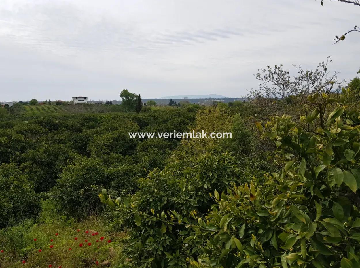 Sığacık Yoluna Bir Parsel İçerde Mandalin Bahçesi